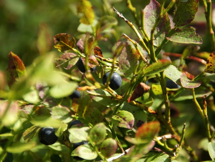 Heidelbeeren Heidelbeeren am Strauch