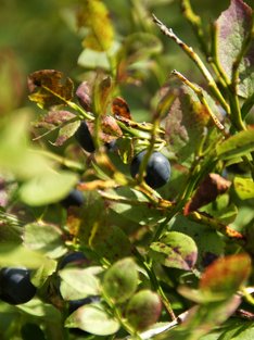 Heidelbeeren am Strauch