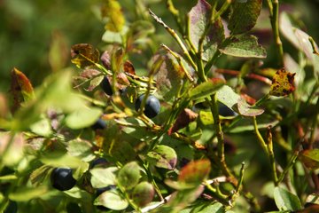 Heidelbeeren Heidelbeeren am Strauch